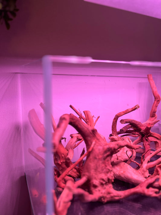 Beautiful Spider wood in a tank, that is being lit by a WEEK AQUA M Series high end aquarium light.