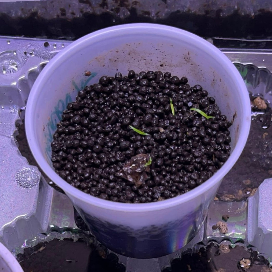 Old ADA Amazonia aquasoil used to grow rare aquarium plant seeds.