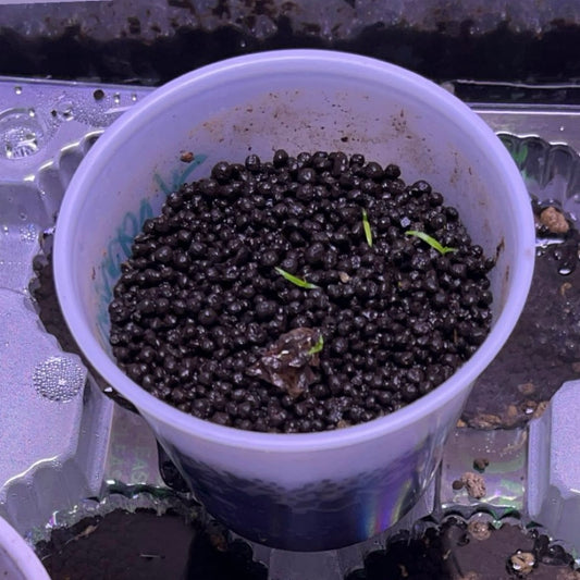 Old ADA Amazonia aquasoil used to grow rare aquarium plant seeds.