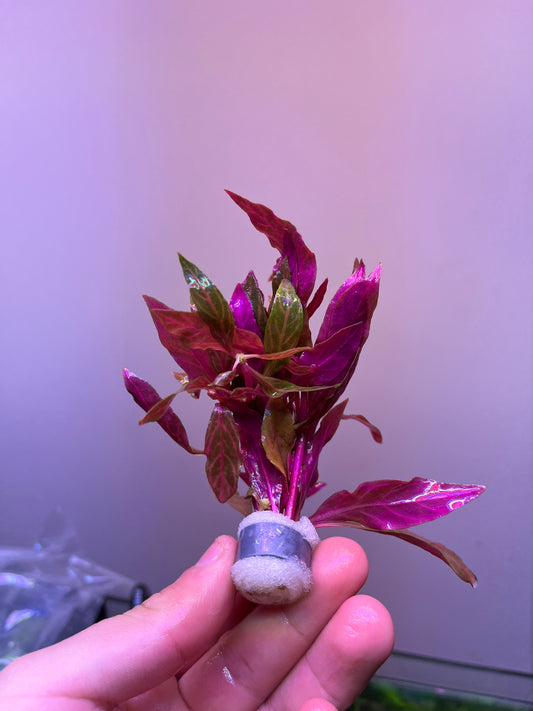 Alternanthera reineckii rosanervig-Cherries Nature Aquarium