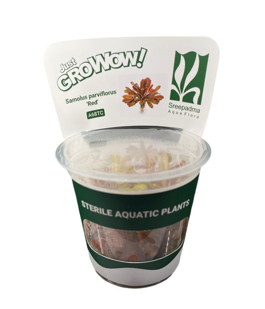 Samolus Parviflorus (Red)