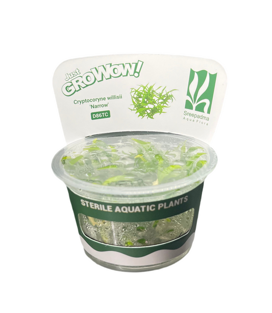 Cryptocoryne willisii 'Narrow'