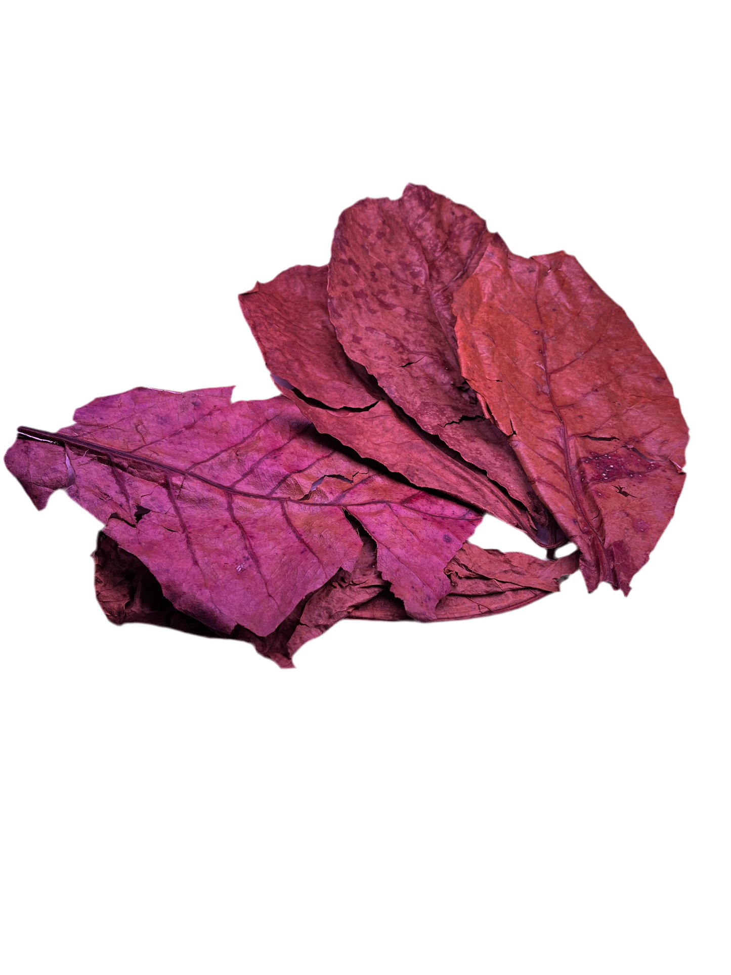 Catappa Leaves