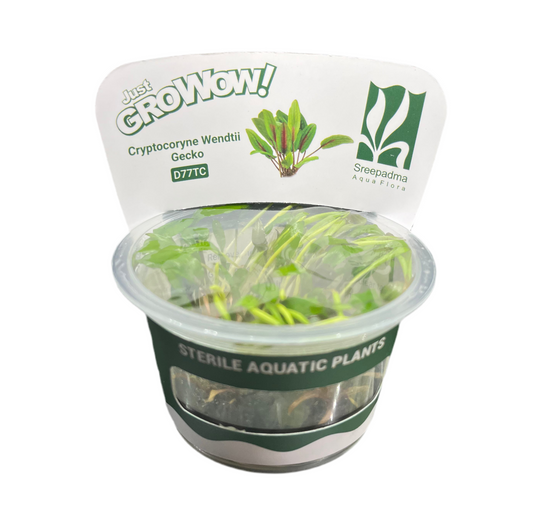 Cryptocoryne wendtii 'Gecko'