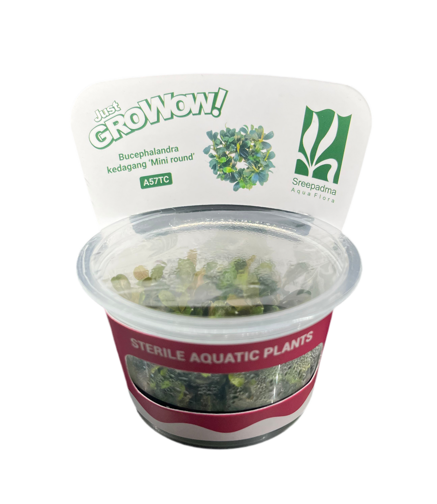 Bucephalandra Kedagang ‘Mini Round’