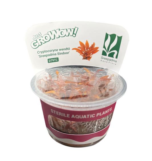 Cryptocoryne Wendtii Sreepadma Sindoor