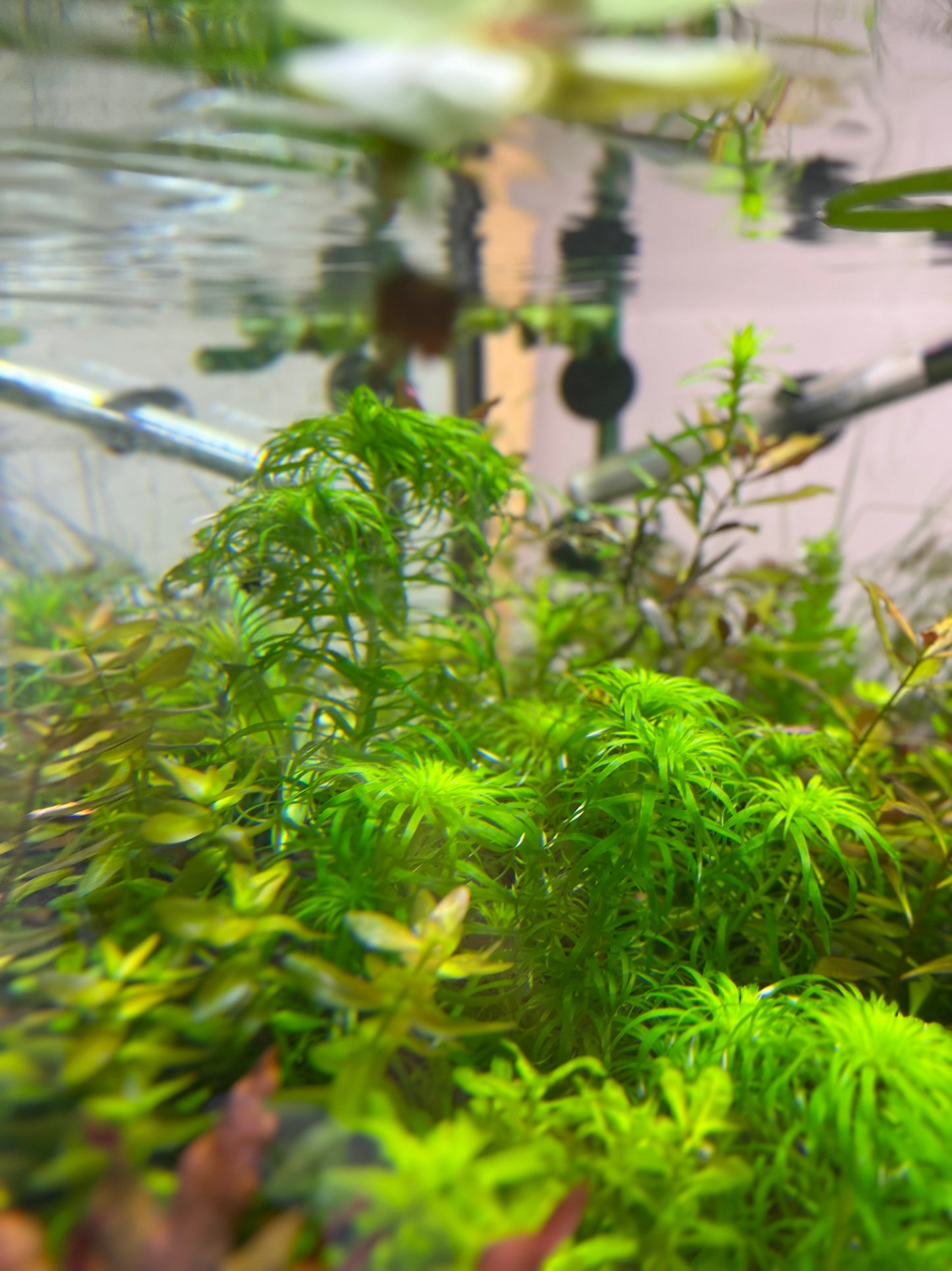 Syngonanthus Macrocaulon-Cherries Nature Aquarium