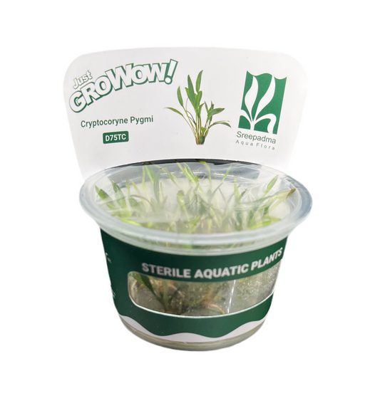 Cryptocoryne pygmi
