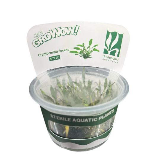 Cryptocoryne lucens