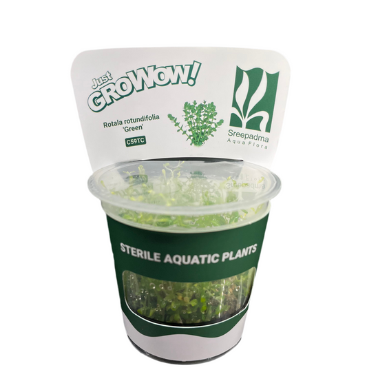 Rotala Rotundifolia 'Green'