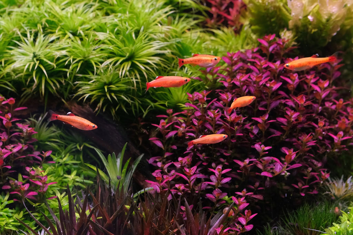 Rotala ramosior 'Florida'