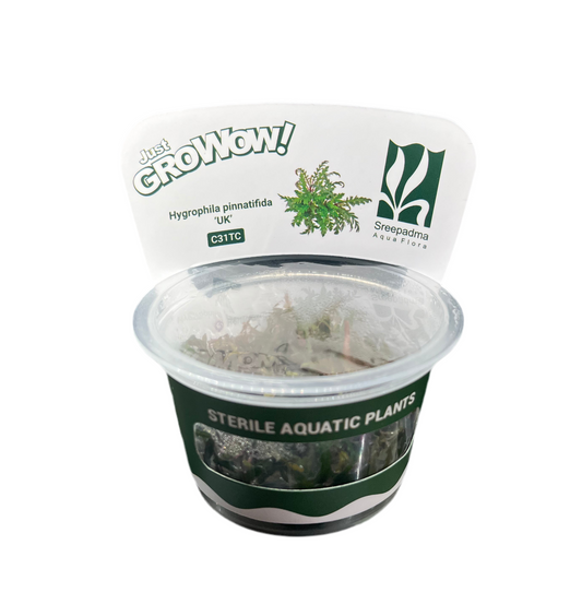 Hygrophila Pinnatifida 'UK'