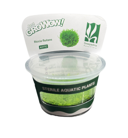Riccia fluitans