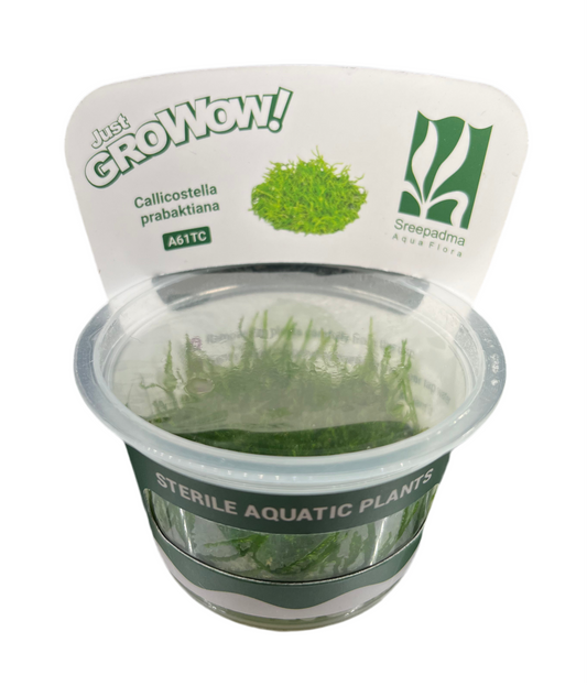 Callicostella prabaktiana