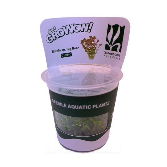 Rotala Rotundifolia 'Big Bear'-Cherries Nature Aquarium