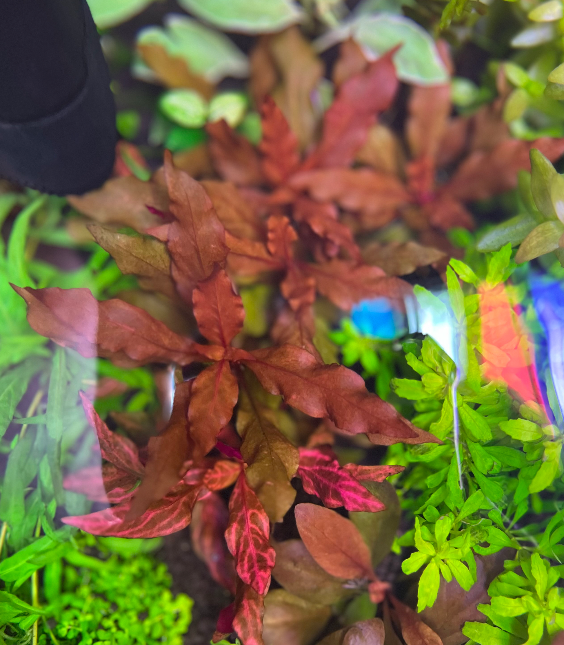 Alternanthera reineckii mini-Cherries Nature Aquarium