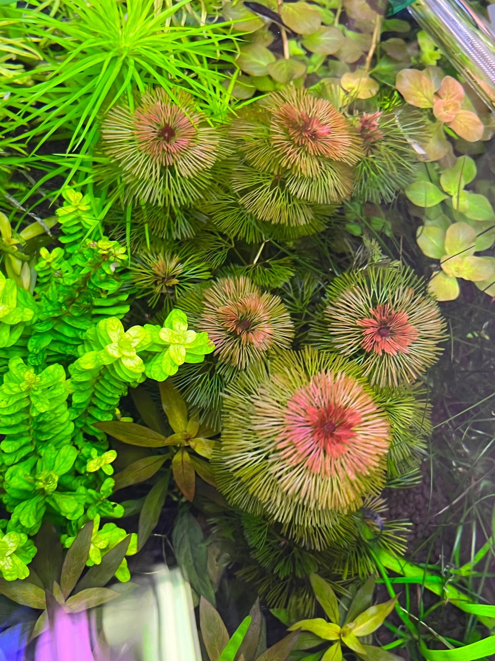 Cabomba Furcata-Cherries Nature Aquarium