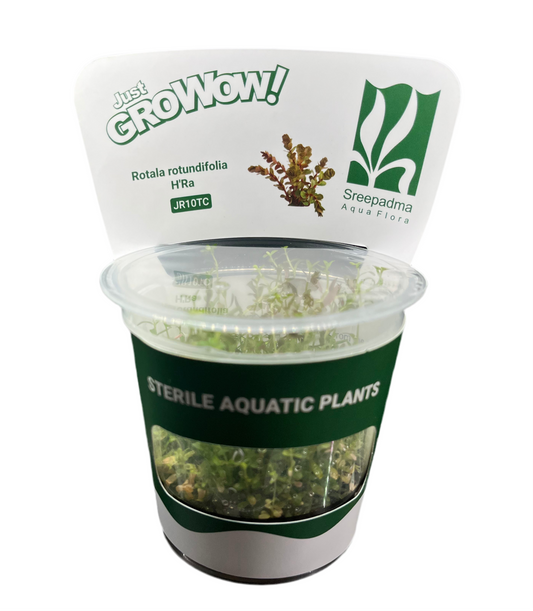 Rotala Rotundifolia HRA