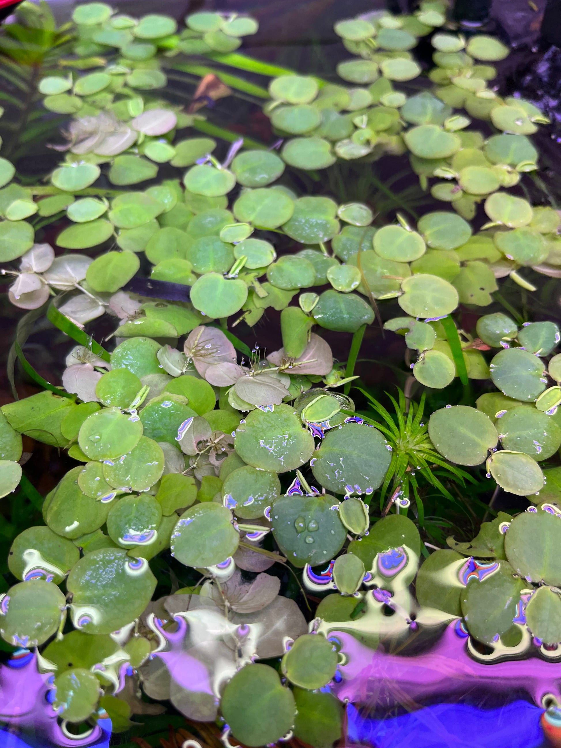Red Root Floaters-Cherries Nature Aquarium