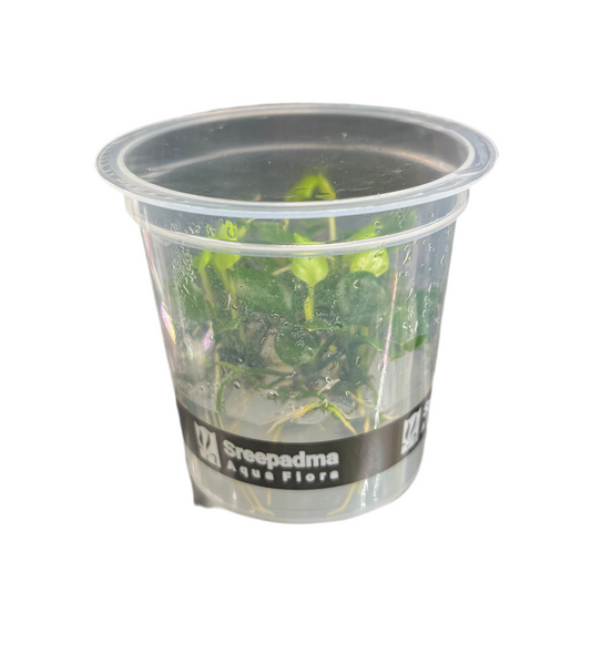 Anubias var. 'Coin leaf'