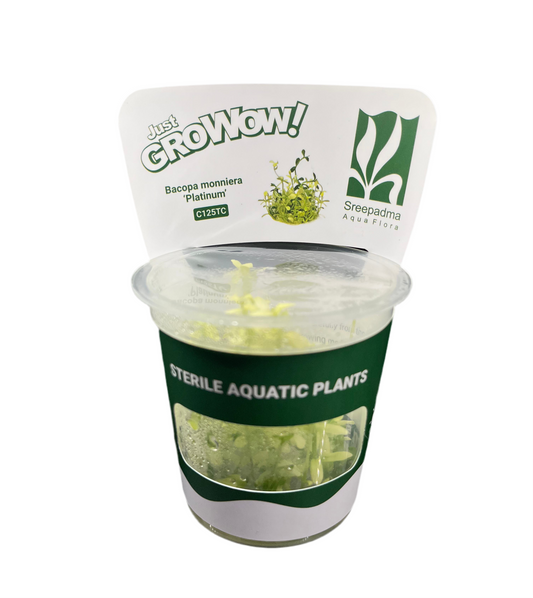 Bacopa Monnieri 'Platinum'