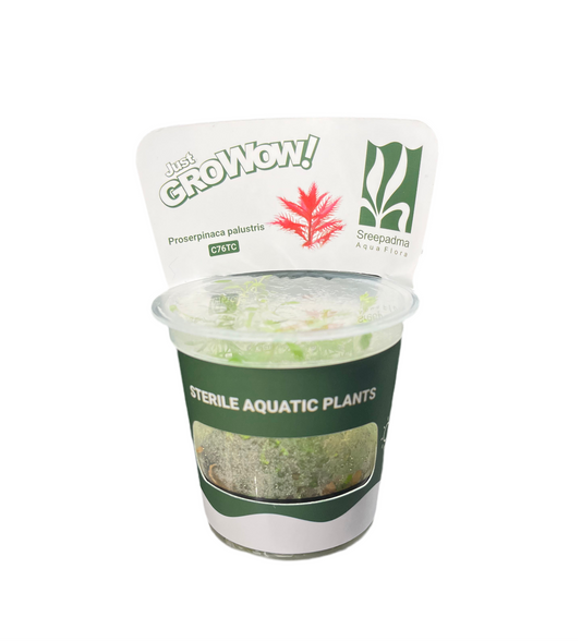 Proserpinaca palustris