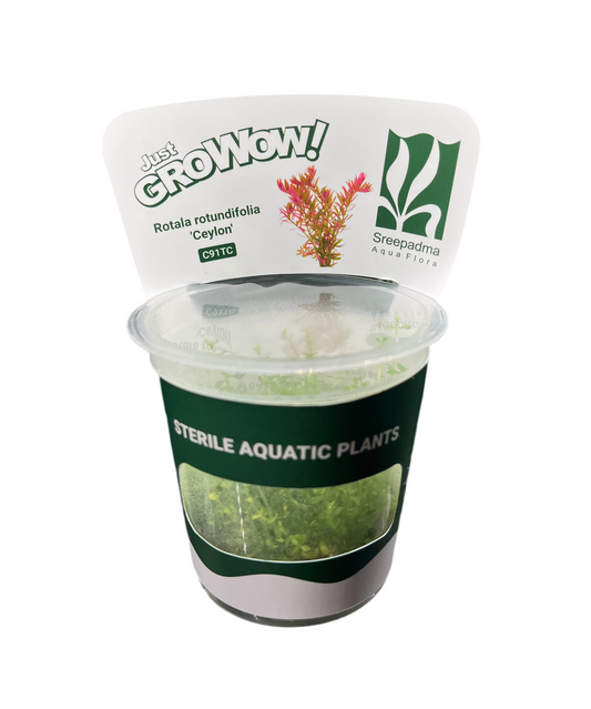 Rotala rotundifolia 'Ceylon'