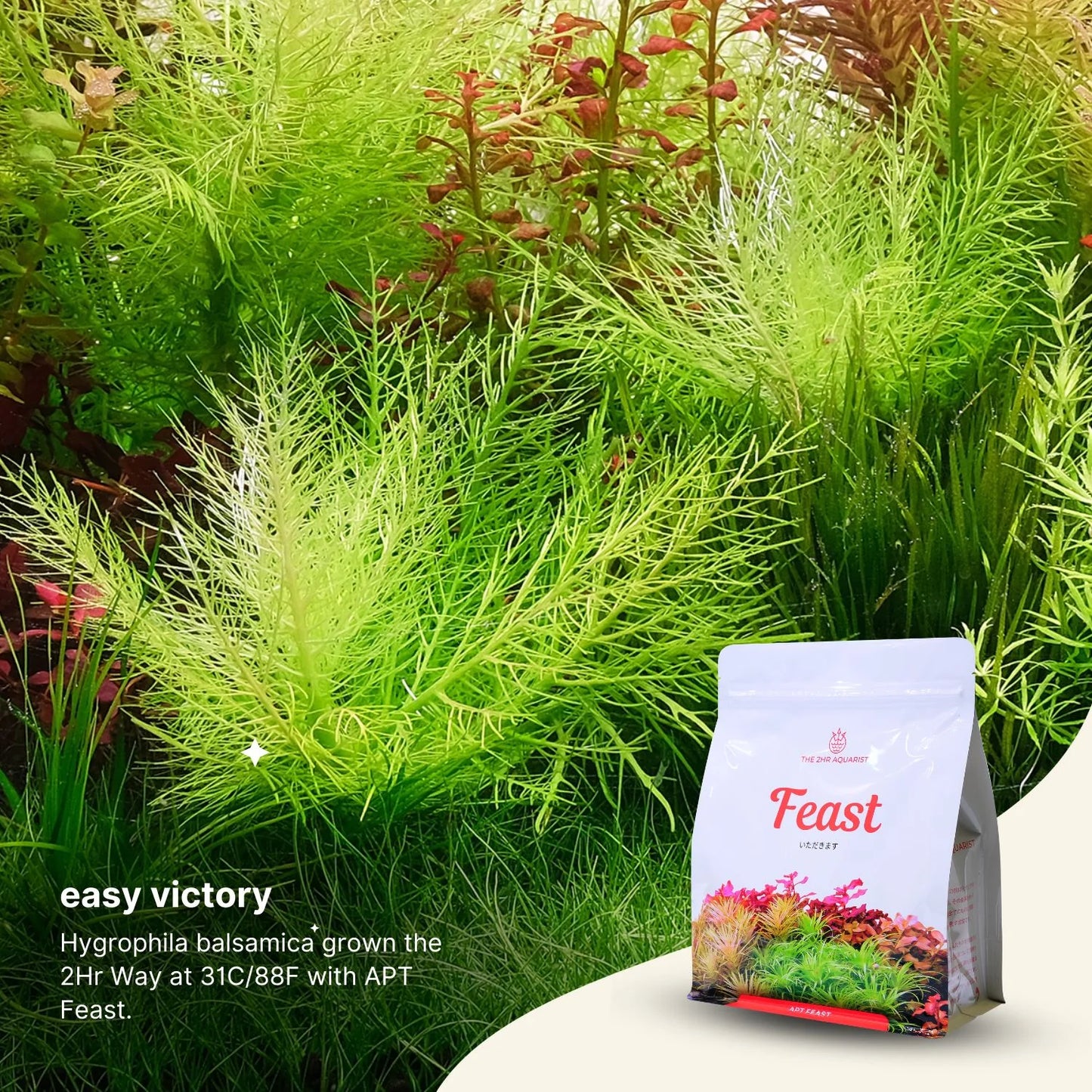 2Hr Aquarist APT Feast-Cherries Nature Aquarium