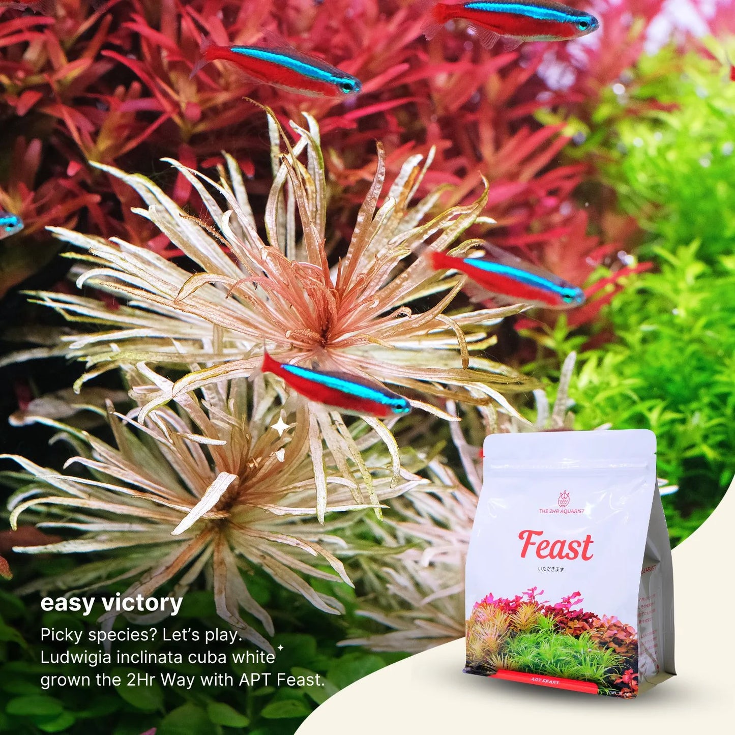 2Hr Aquarist APT Feast-Cherries Nature Aquarium