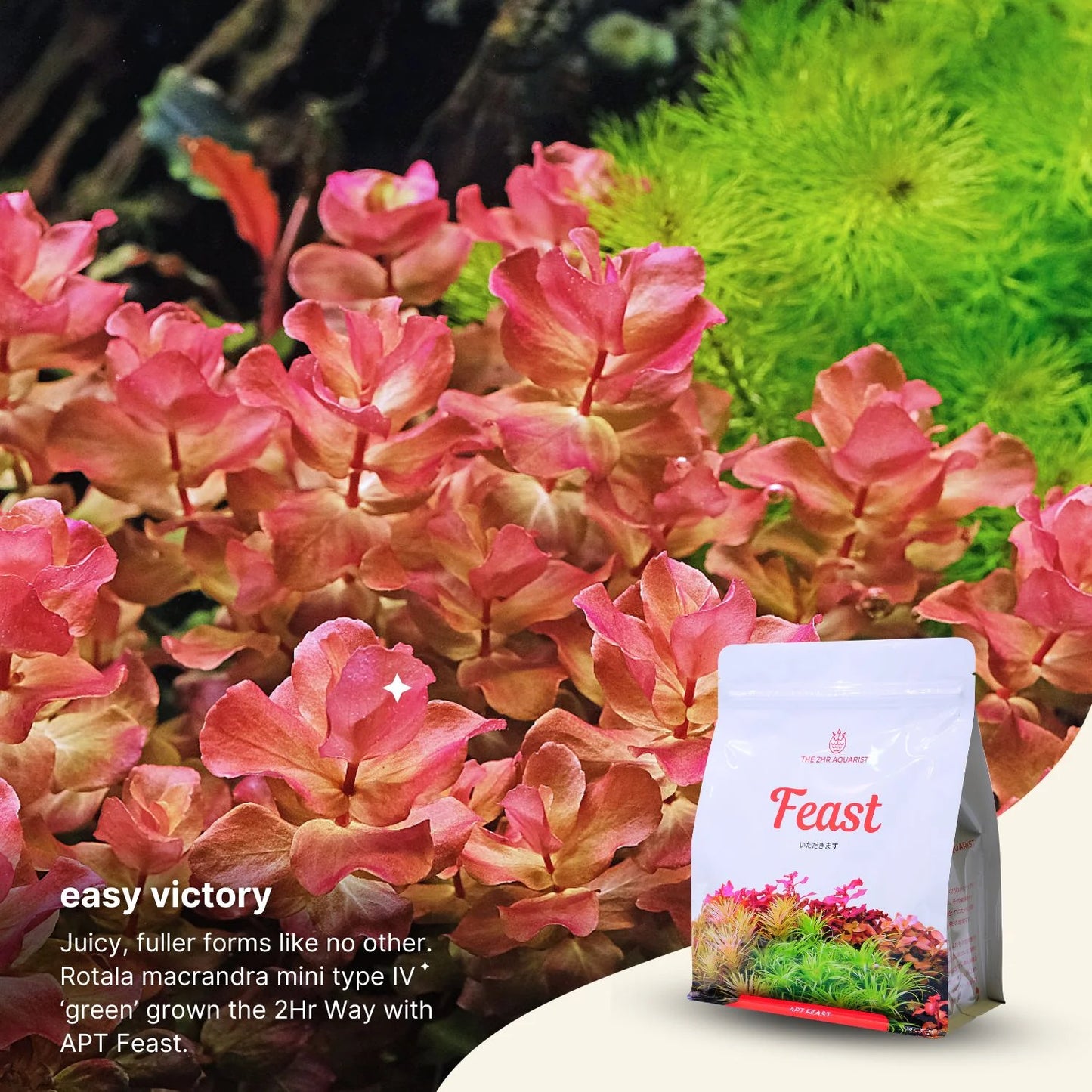 2Hr Aquarist APT Feast-Cherries Nature Aquarium