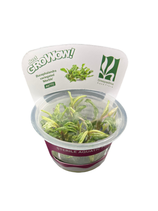 Bucephalandra variegated “Marble”