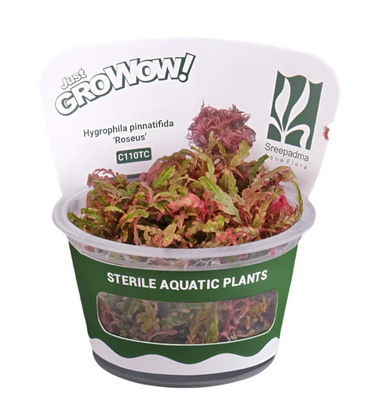 Hygrophila Pinnatifida “Roseus”-Cherries Nature Aquarium