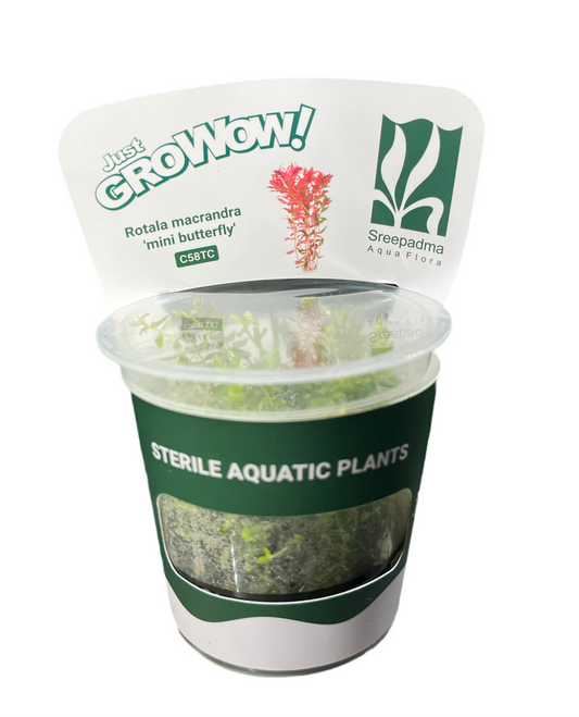 Rotala Macrandra 'Mini Butterfly'