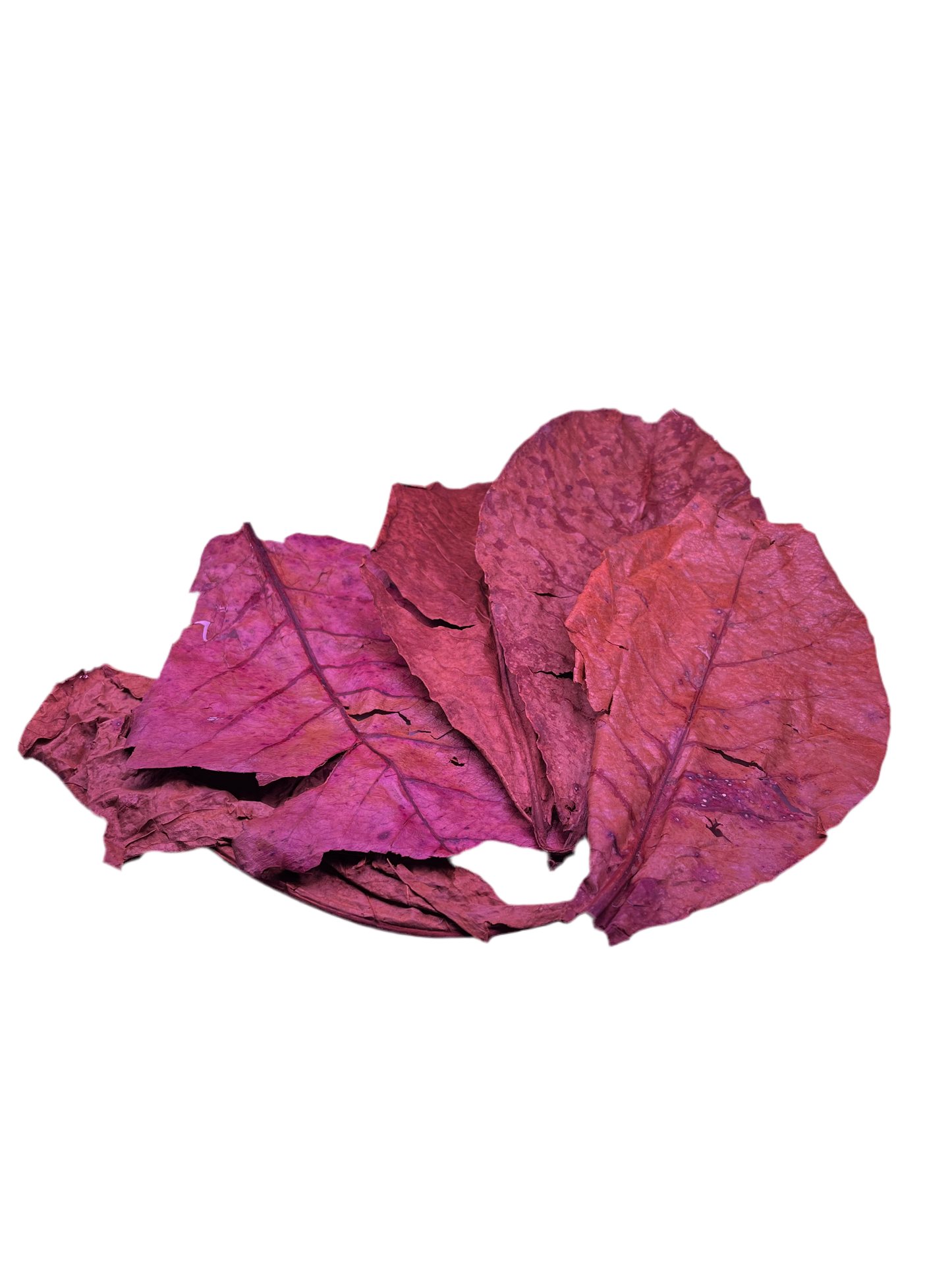 Catappa Leaves