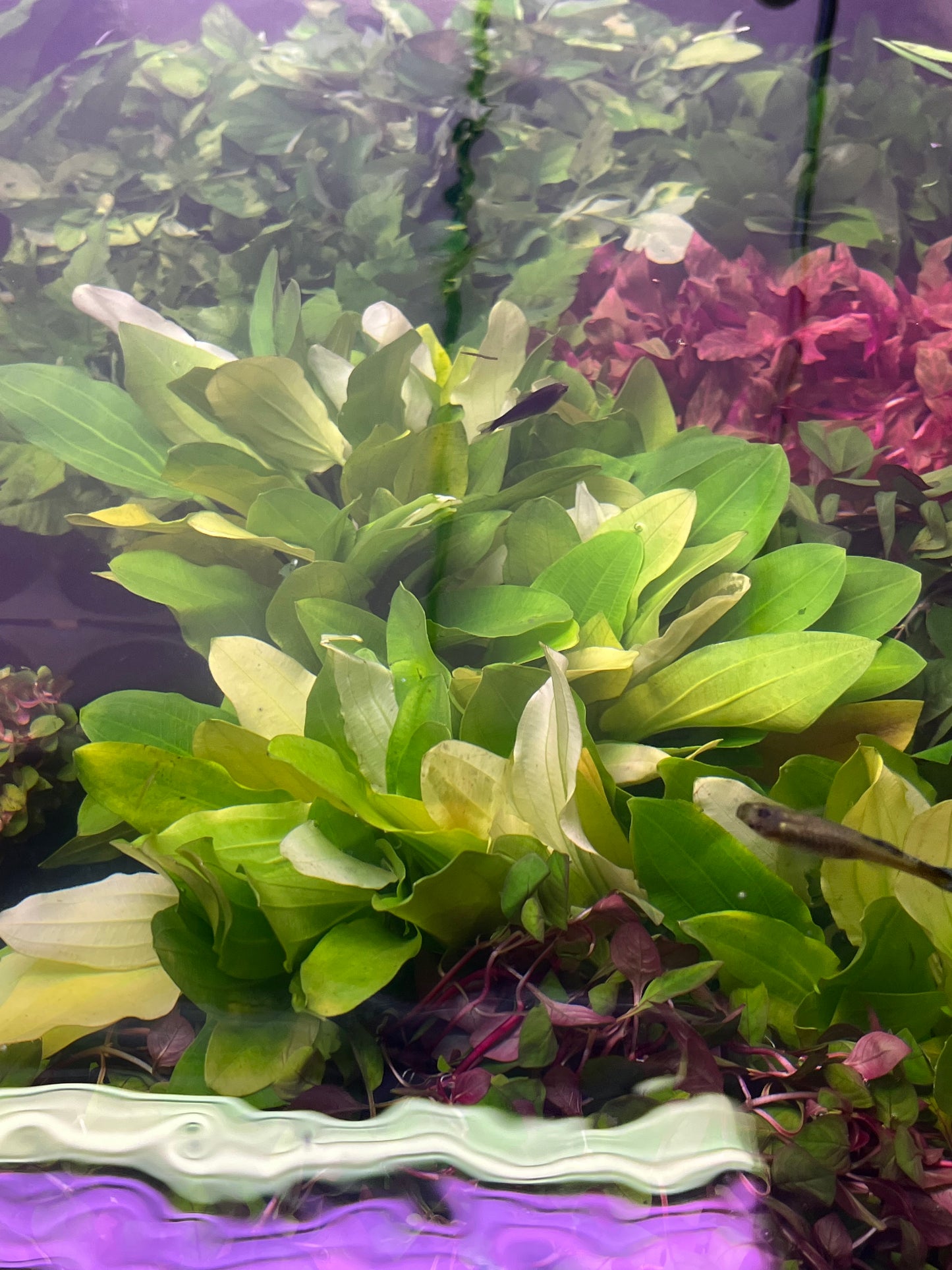 Echinodorus uruguayensis tricolor-Cherries Nature Aquarium