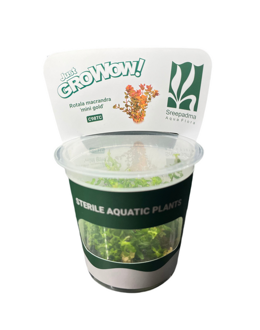 Rotala Macrandra 'Mini Gold'