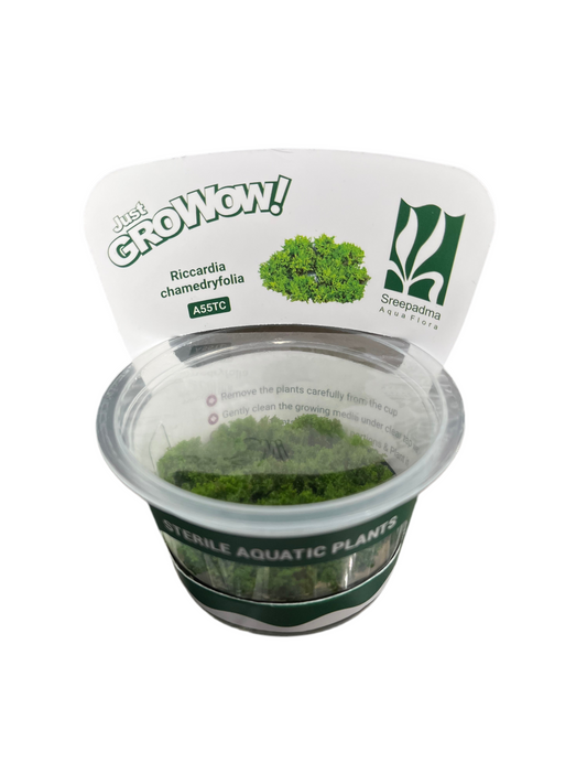 Riccardia chamedryfolia