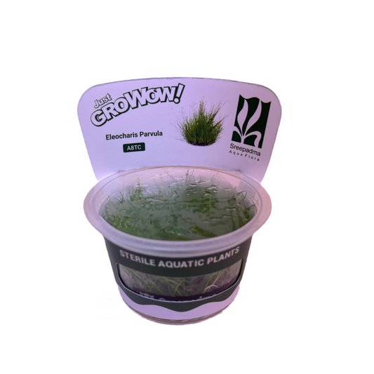 Eleocharis Parvula-Cherries Nature Aquarium