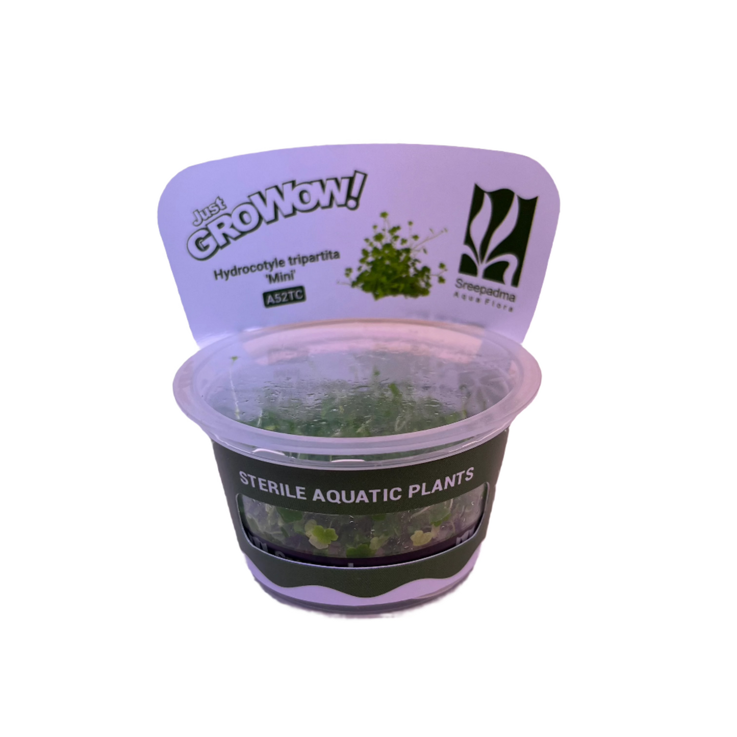 Hydrocotyle Tripartita Mini-Cherries Nature Aquarium