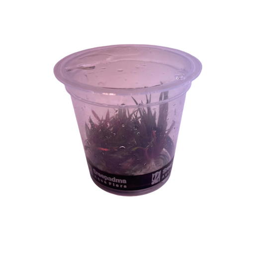 Eriocaulon Quinquangulare-Cherries Nature Aquarium