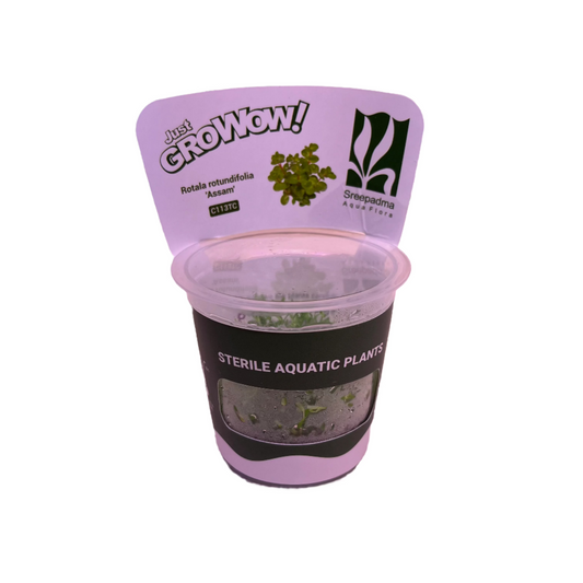 Rotala Rotundifolia 'Assam'-Cherries Nature Aquarium