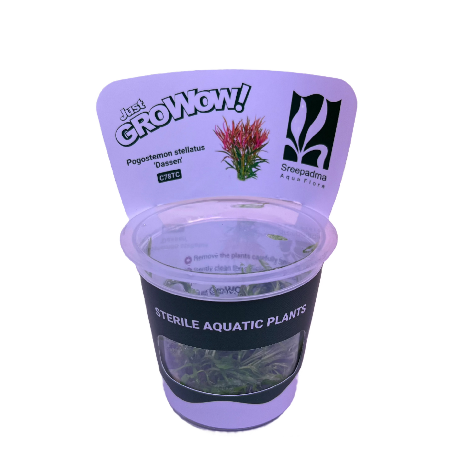 Pogostemon Stellatus 'Dassen'-Cherries Nature Aquarium