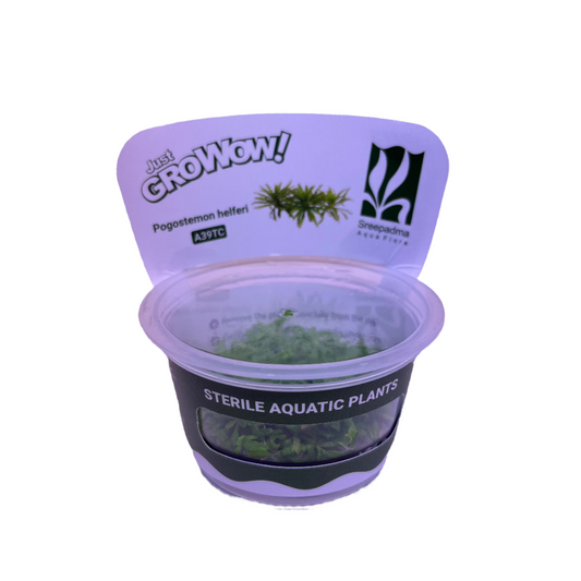 Pogostemon Helferi-Cherries Nature Aquarium
