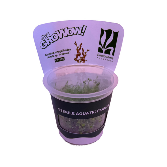 Cuphea Anagalloidea-Cherries Nature Aquarium