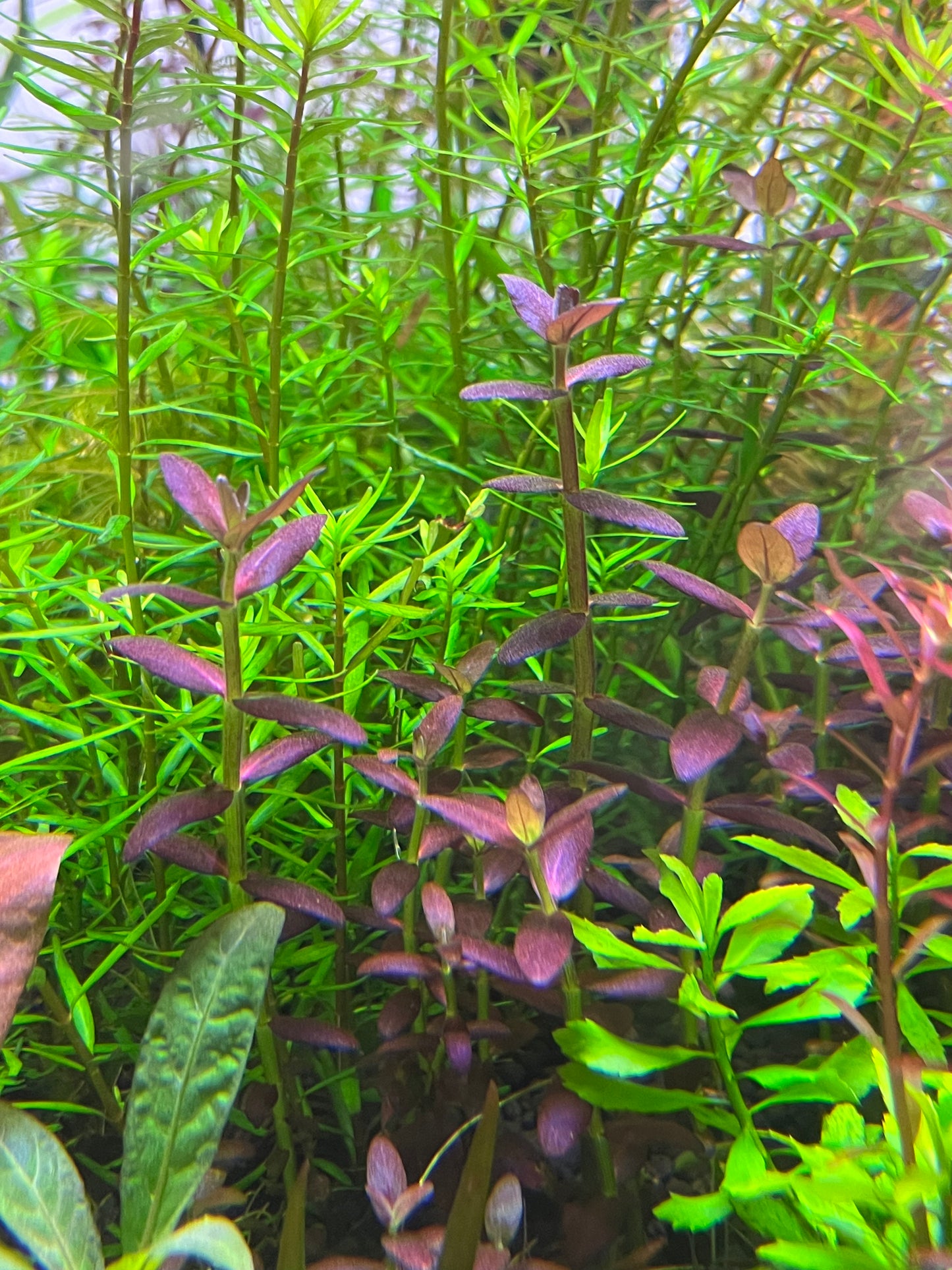 Bacopa Salzmannii Purple SG-Cherries Nature Aquarium