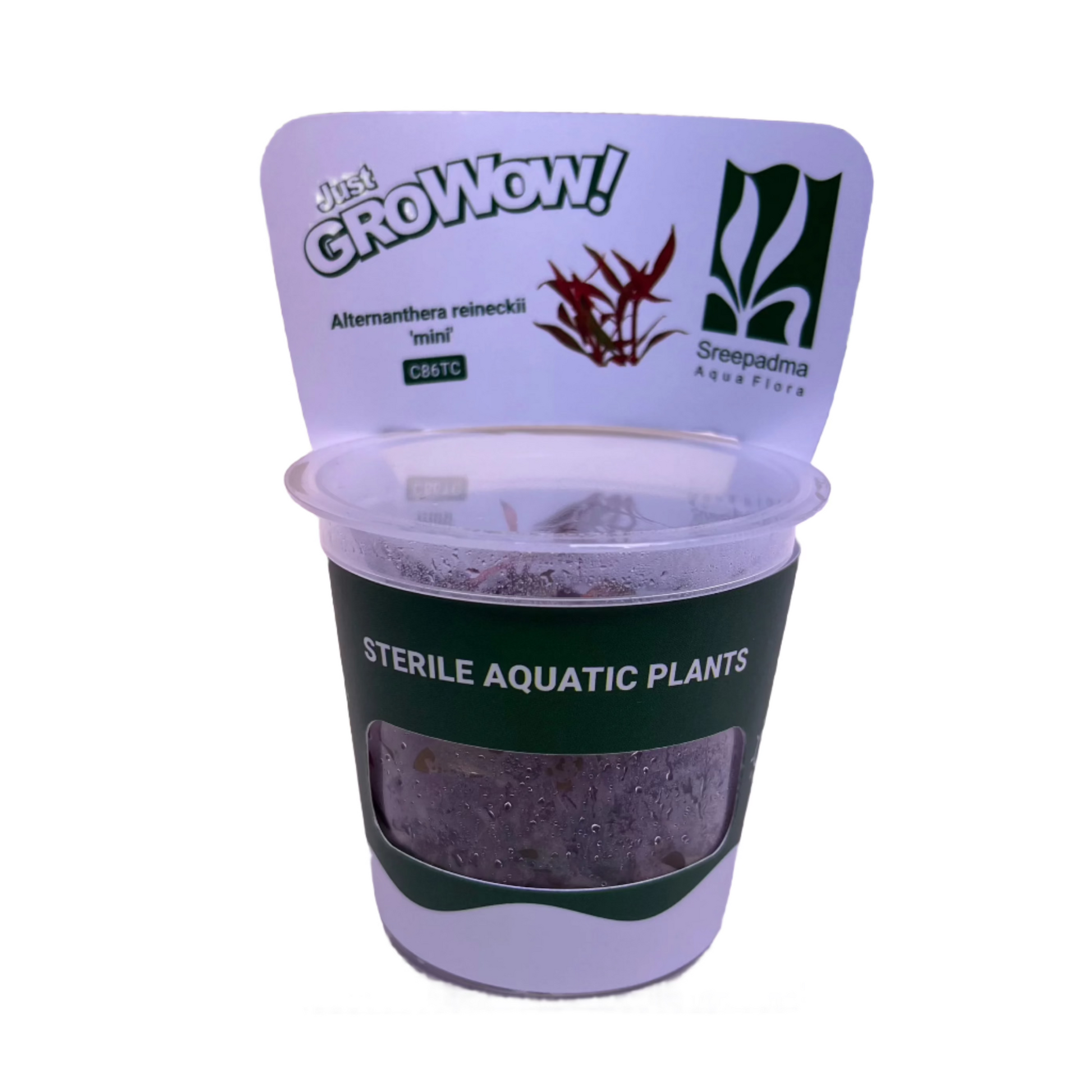 Alternanthera reineckii mini-Cherries Nature Aquarium