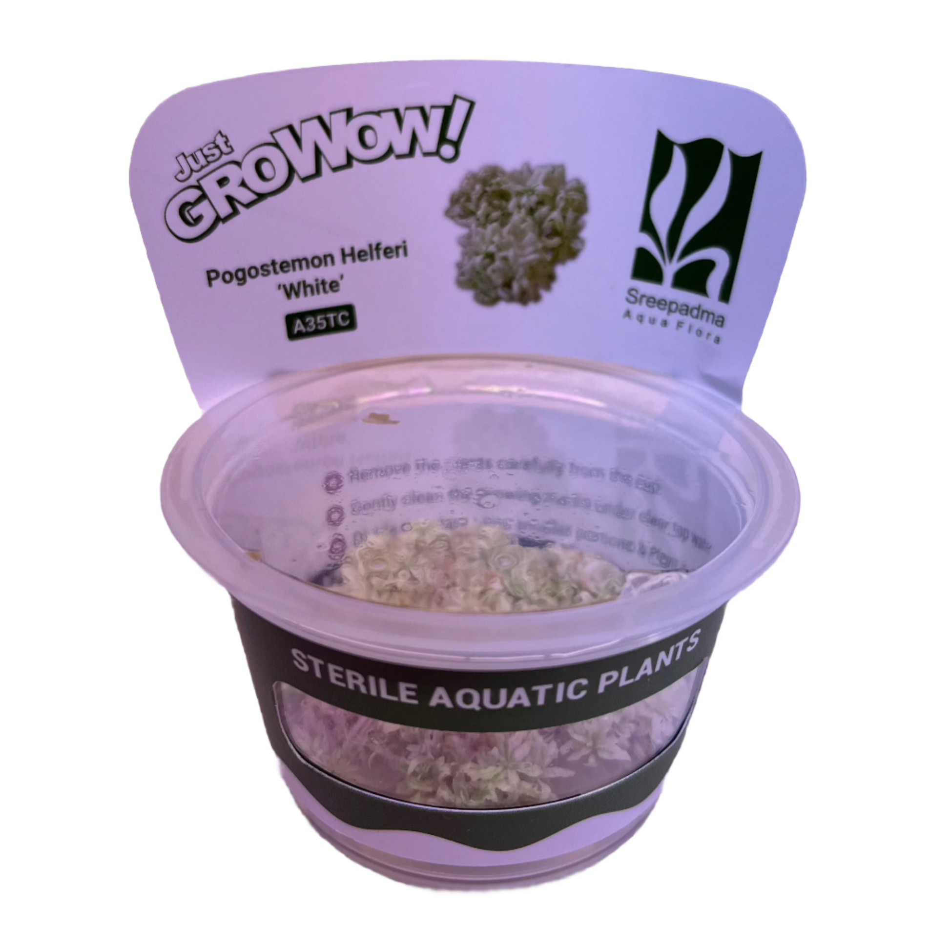 Pogostemon Helferi 'White'-Cherries Nature Aquarium