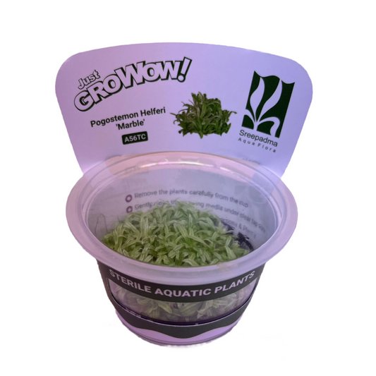 Pogostemon Helferi 'Marble'-Cherries Nature Aquarium