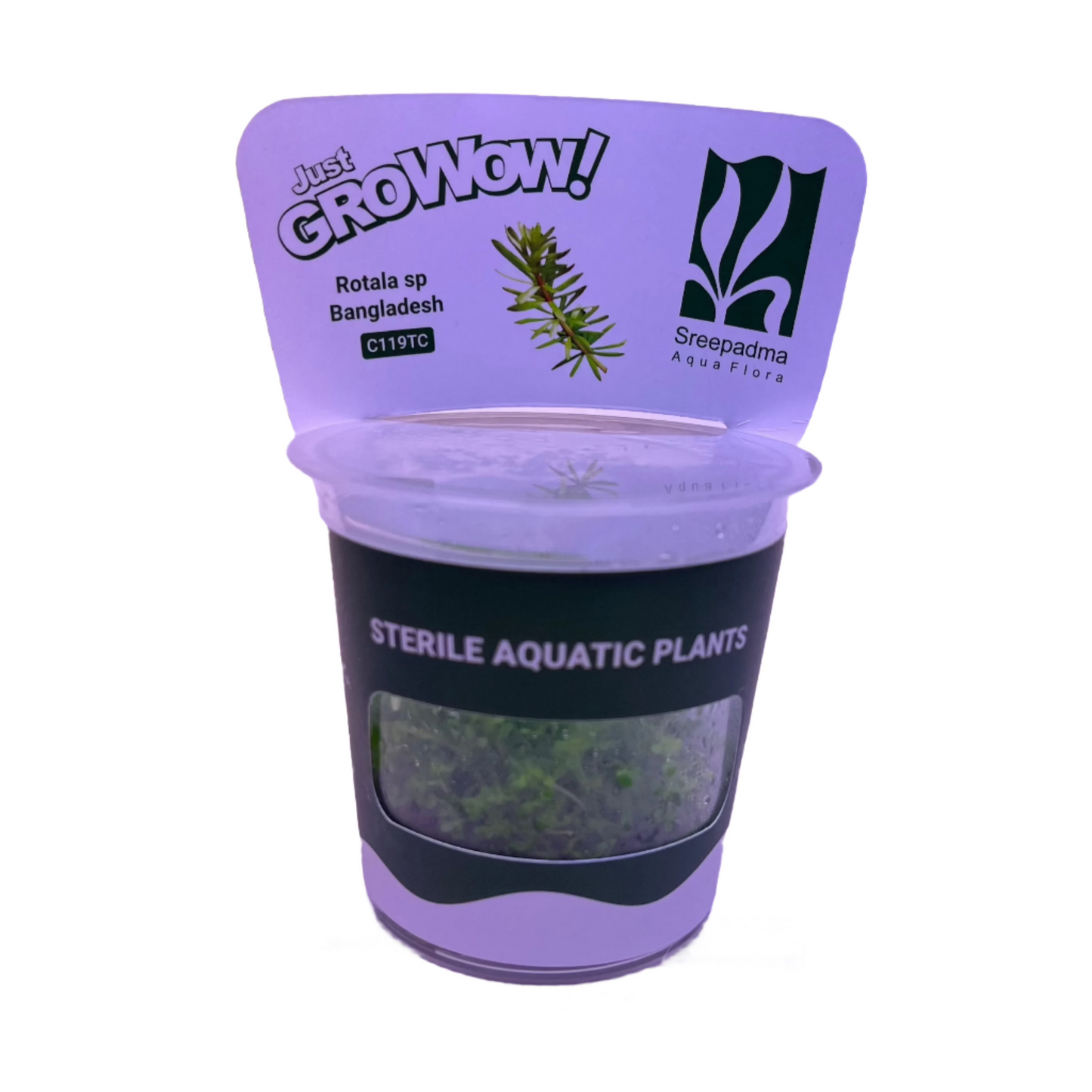 Rotala Macrandra Bangladesh-Cherries Nature Aquarium