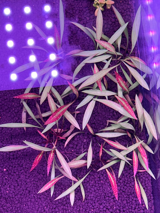 Cryptocoryne spiralis Jwala-Cherries Nature Aquarium